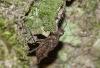 Macromia splendens